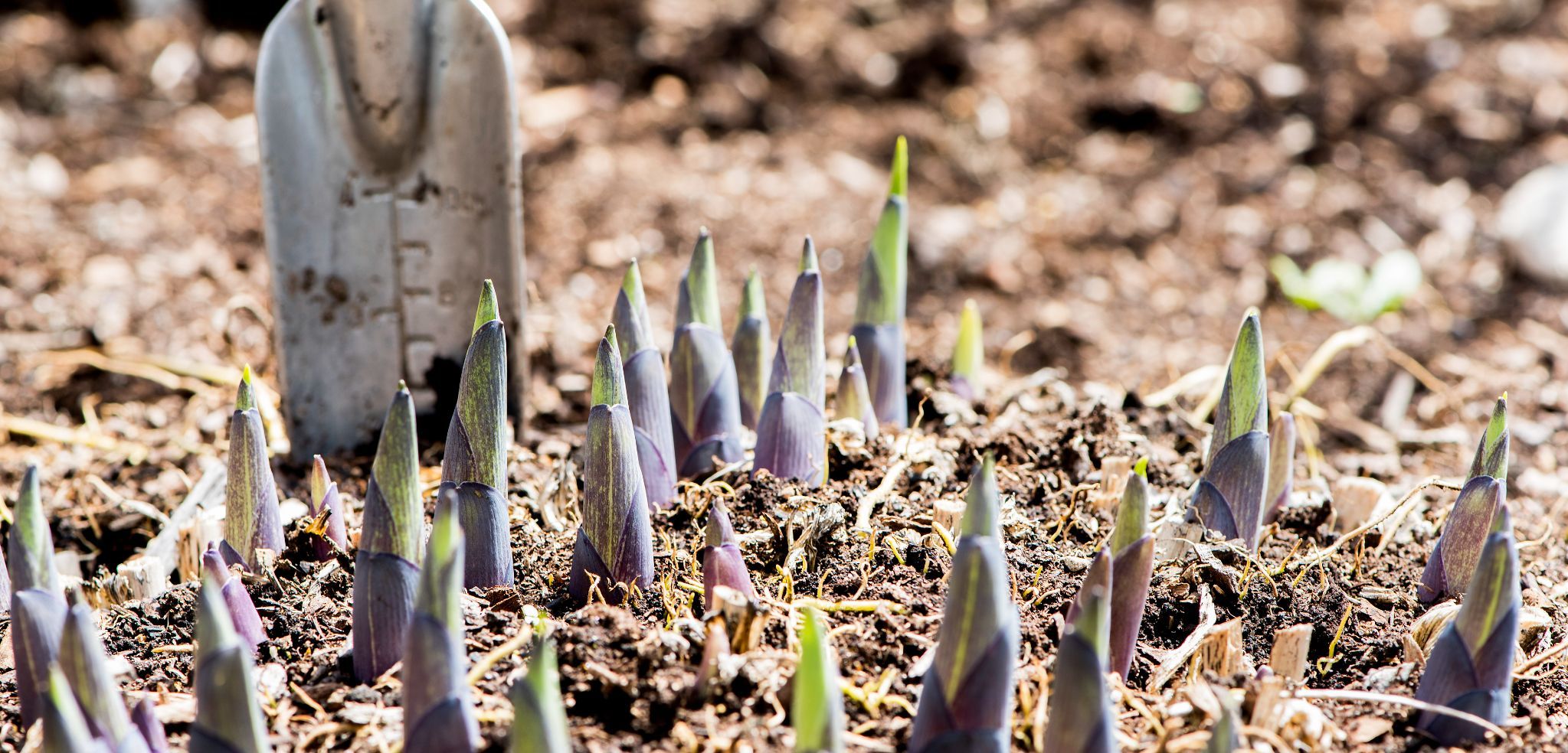 Read more about the article Tending the Soil: How to Grow a Successful Faculty Peer-Mentoring Group
