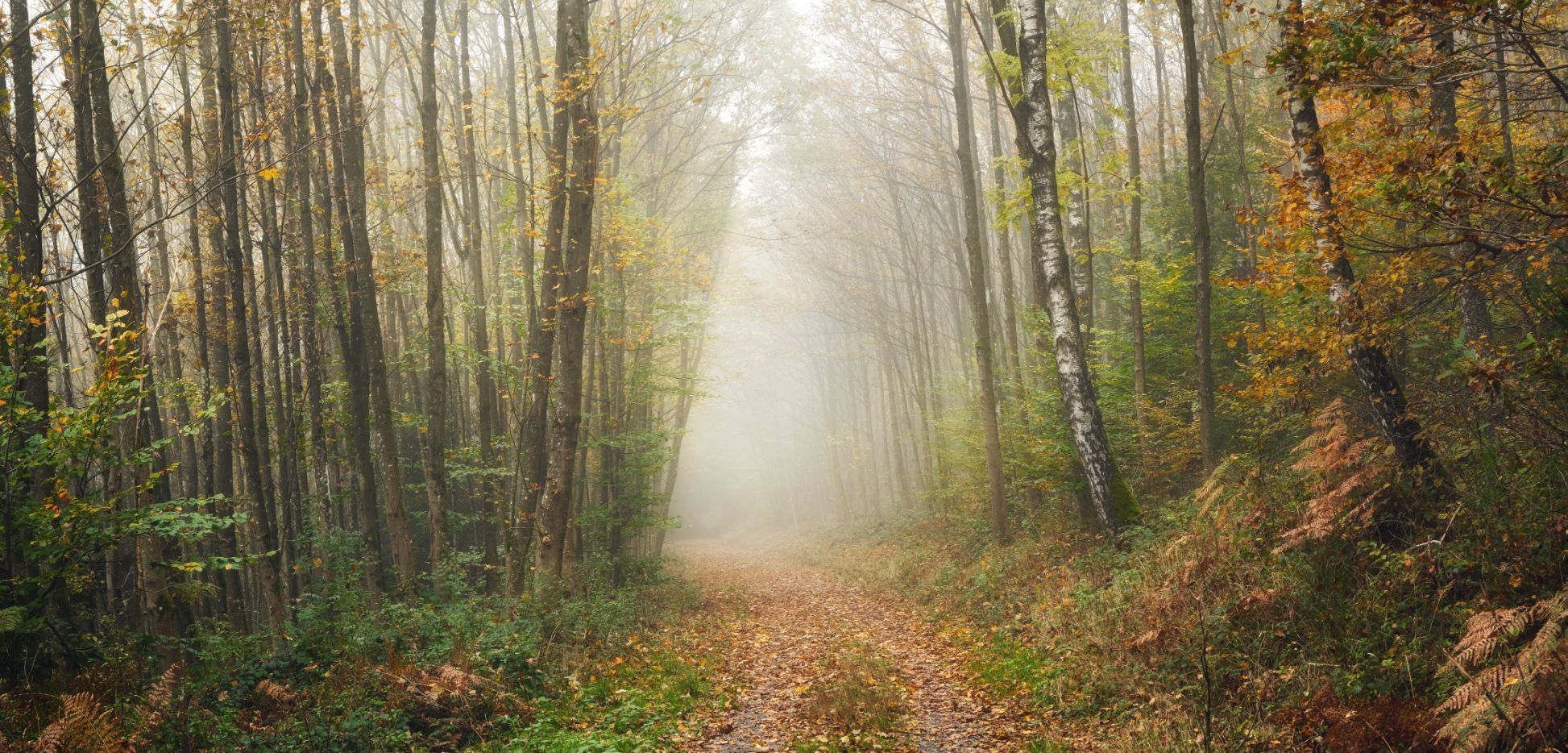 Read more about the article A Trail of Breadcrumbs Through the Mystical Forest of Hybrid Collaboration
